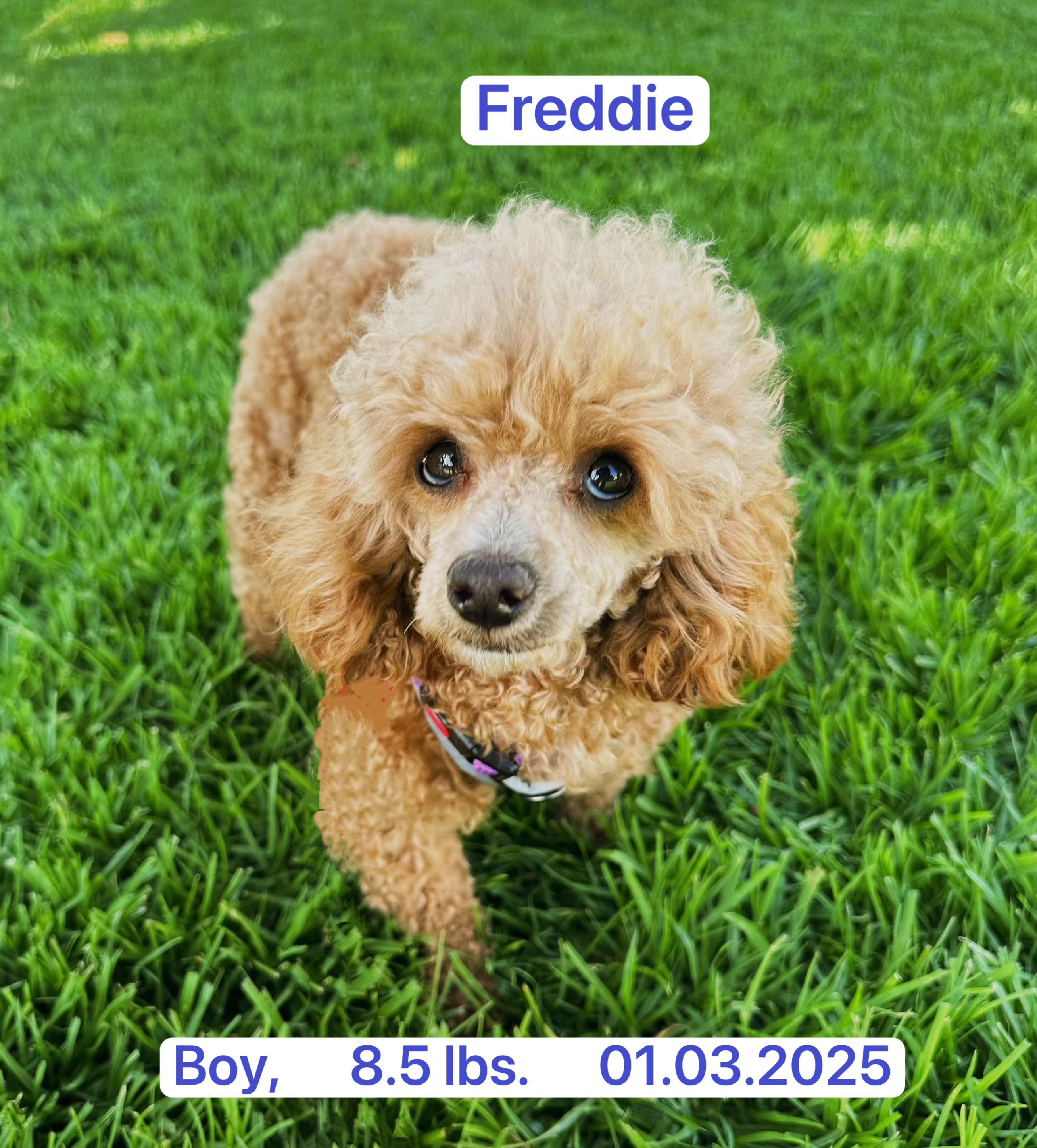 Freddie, a ADOPTABLE Miniature Poodle in West Hollywood, CA image 3/4