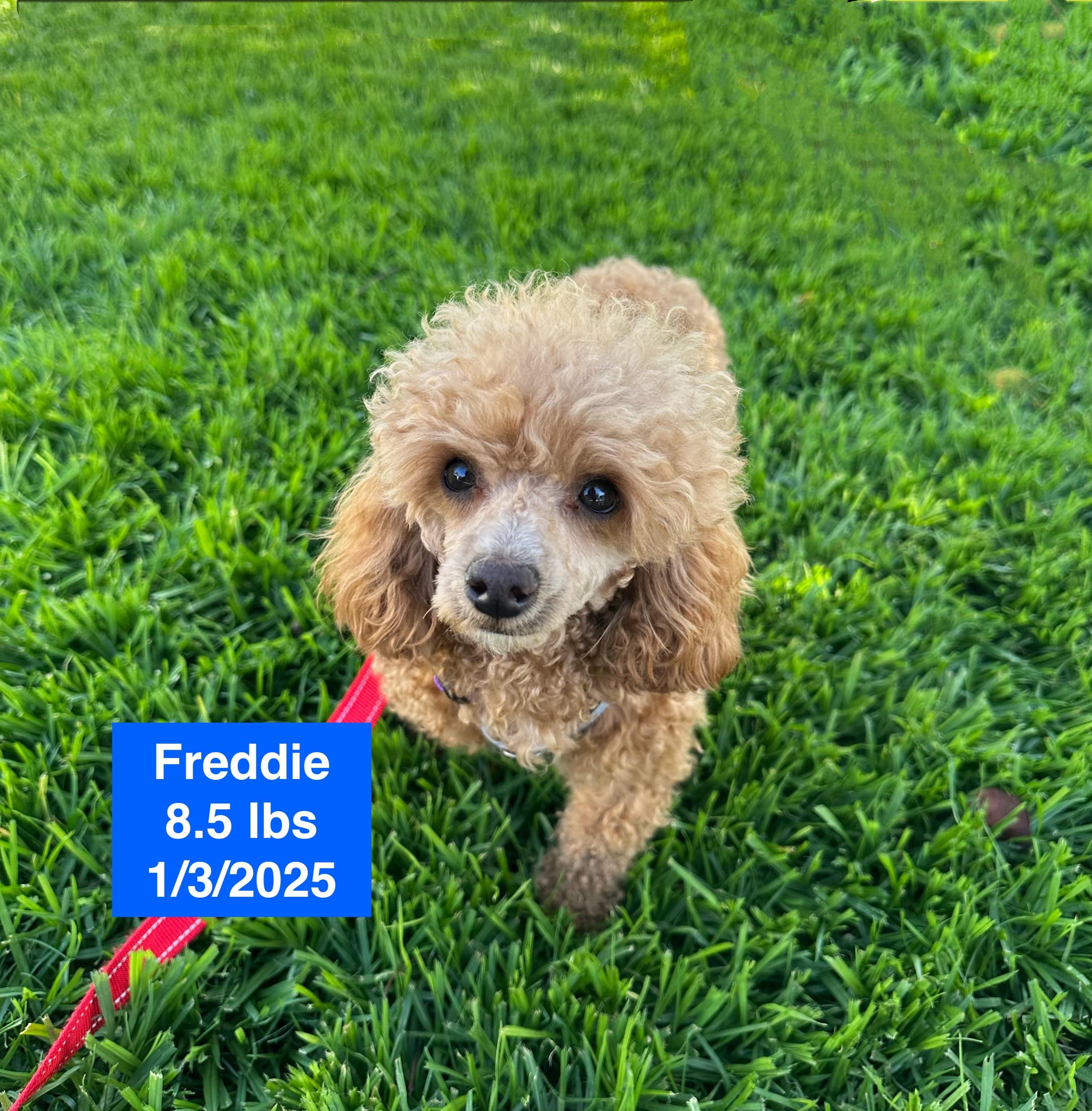 Freddie, a ADOPTABLE Miniature Poodle in West Hollywood, CA image 2/4