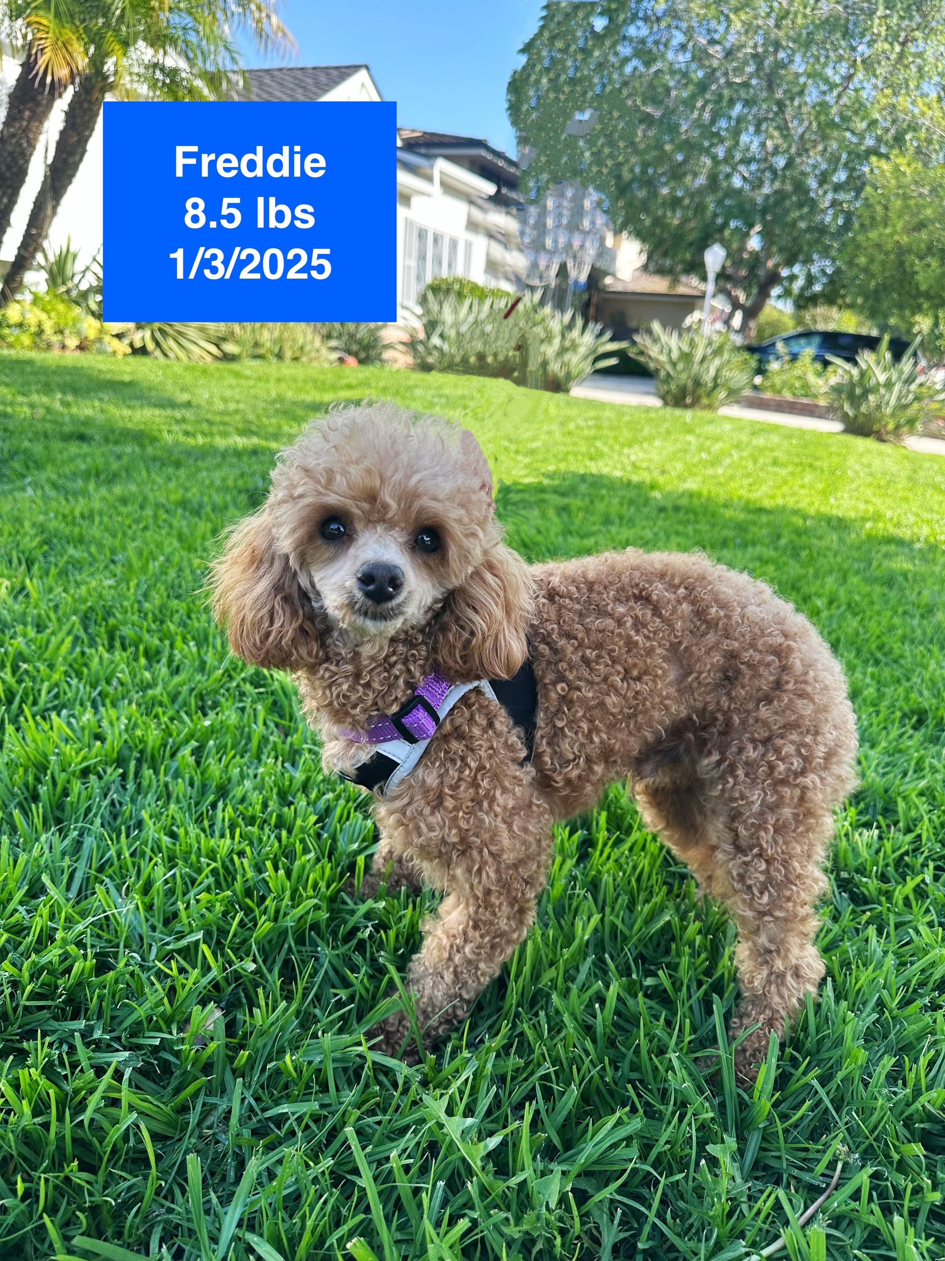 Freddie, a ADOPTABLE Miniature Poodle in West Hollywood, CA image 4/4