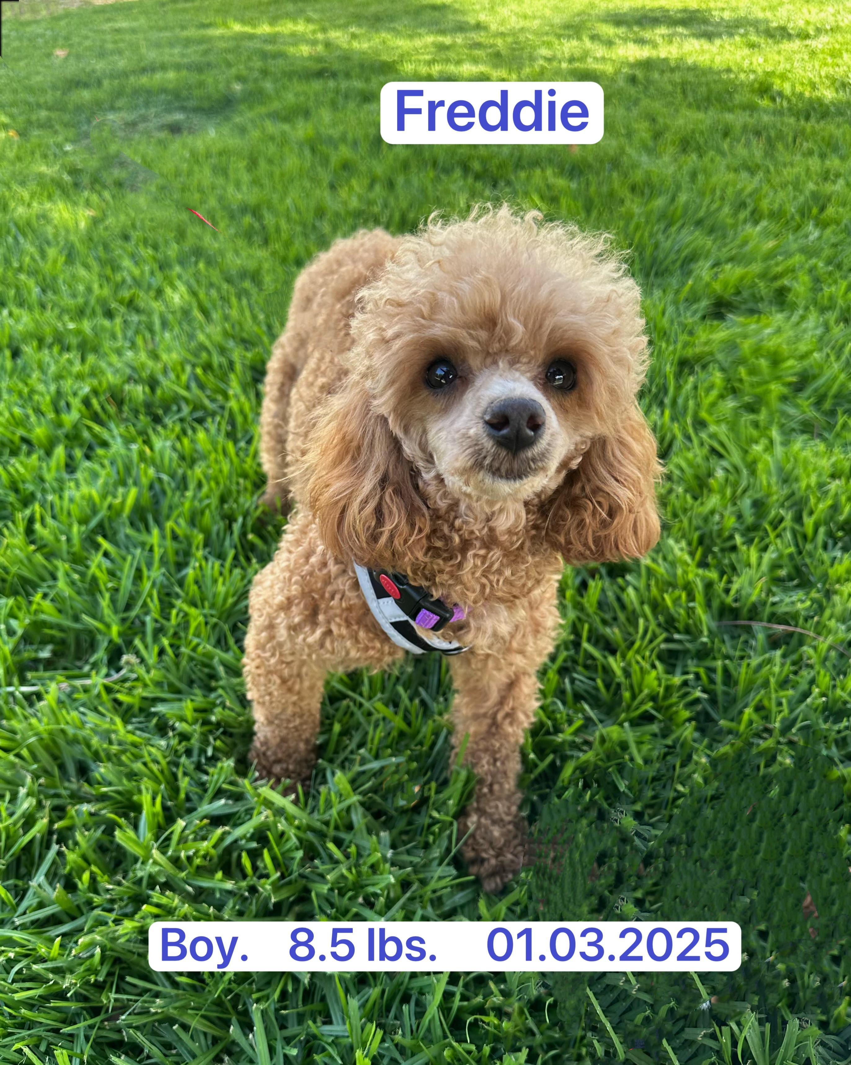 Freddie, ADOPTABLE, Young Male Miniature Poodle.