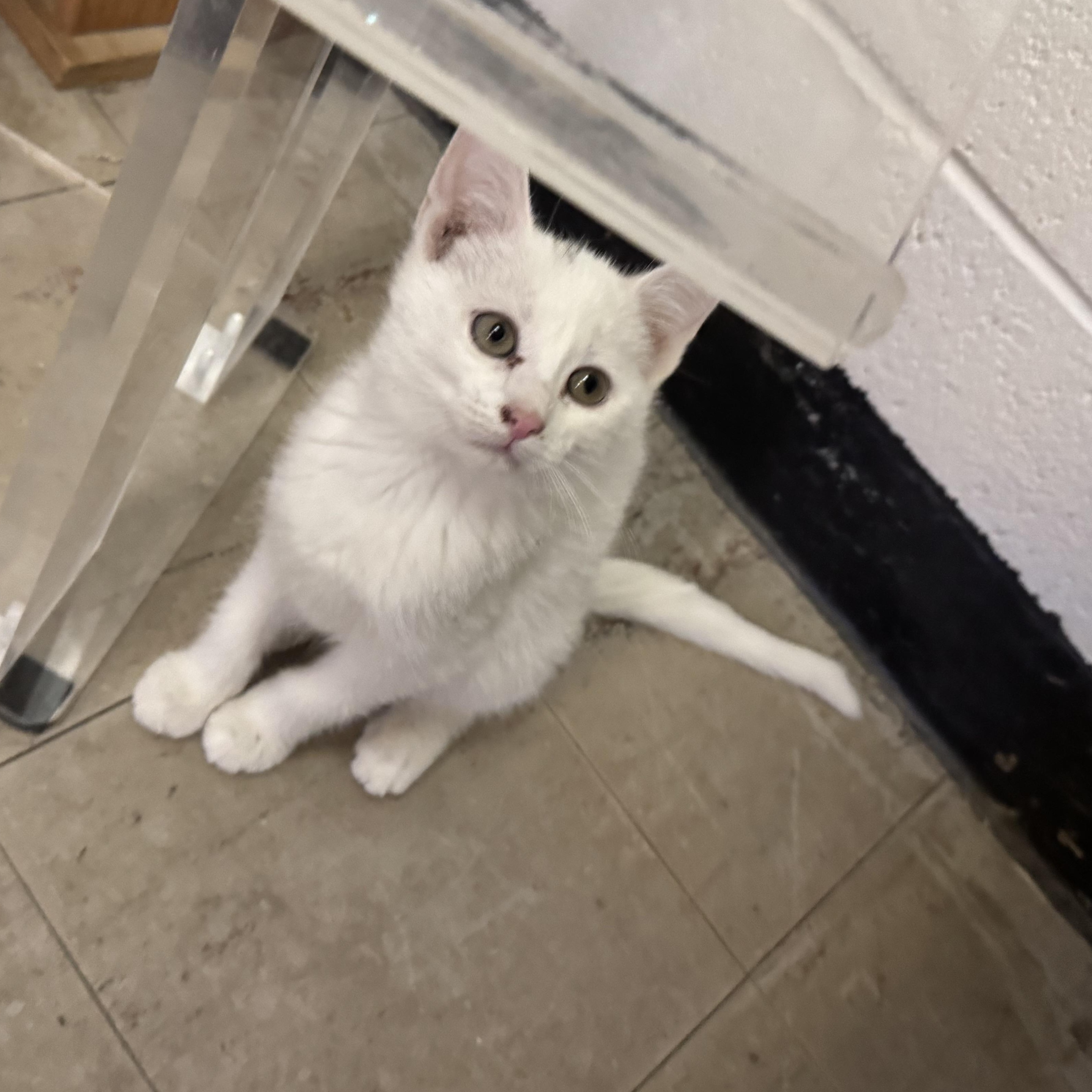 Enlarge Snowball, a ADOPTABLE Domestic Short Hair in Fulton, NY image 5/5