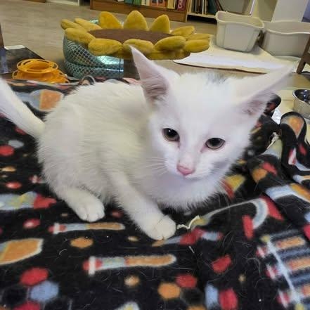 Enlarge Snowball, a ADOPTABLE Domestic Short Hair in Fulton, NY image 3/5