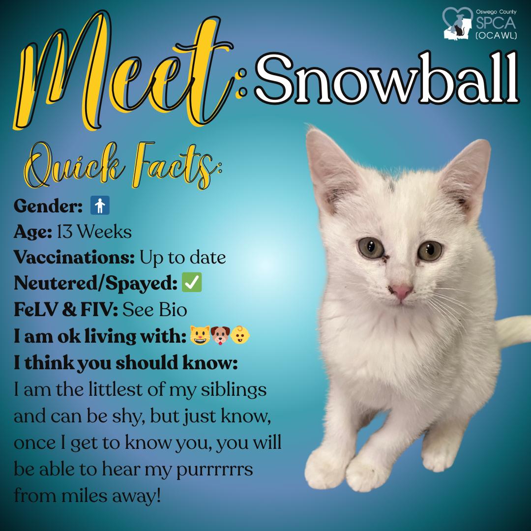 Enlarge Snowball, a ADOPTABLE Domestic Short Hair in Fulton, NY image 1/5