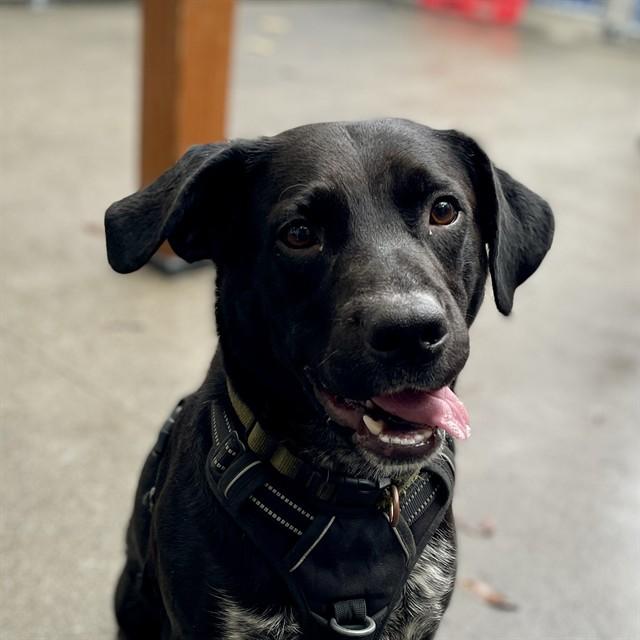 BRADY, Adoptable, Adult Male Australian Cattle Dog / Blue Heeler & Labrador Retriever.