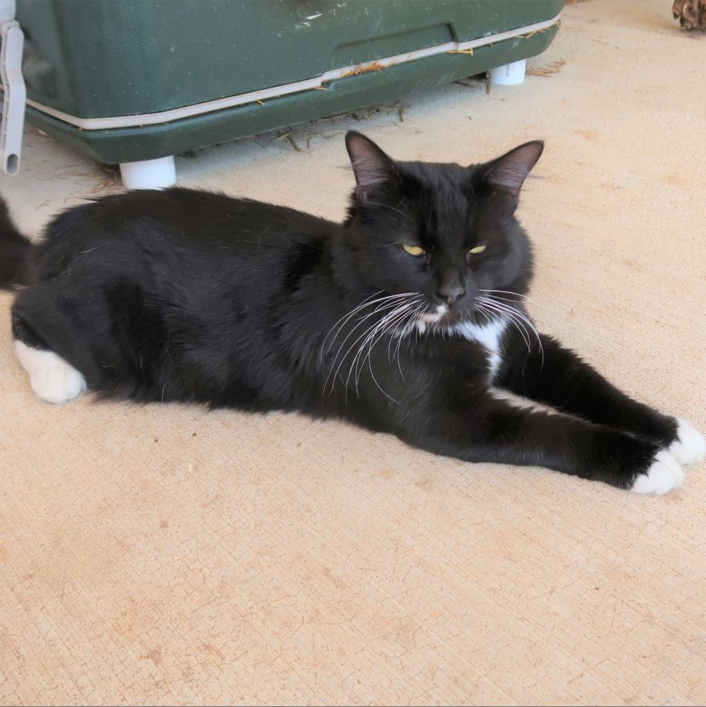 Panther, Adoptable, Senior Male Domestic Long Hair.
