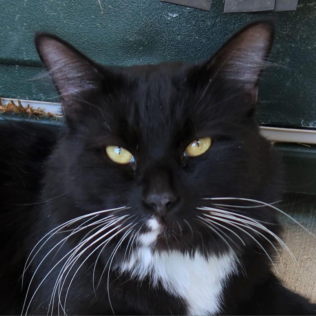 Panther, a Adoptable Domestic Long Hair in Yucaipa, CA image 2/4