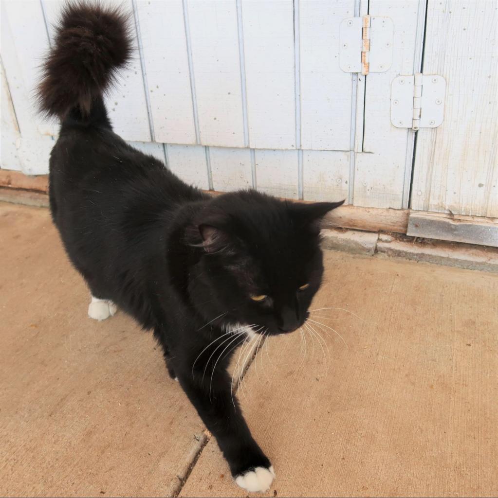 Panther, a Adoptable Domestic Long Hair in Yucaipa, CA image 3/4