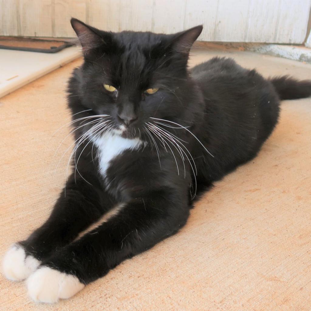 Panther, a Adoptable Domestic Long Hair in Yucaipa, CA image 4/4
