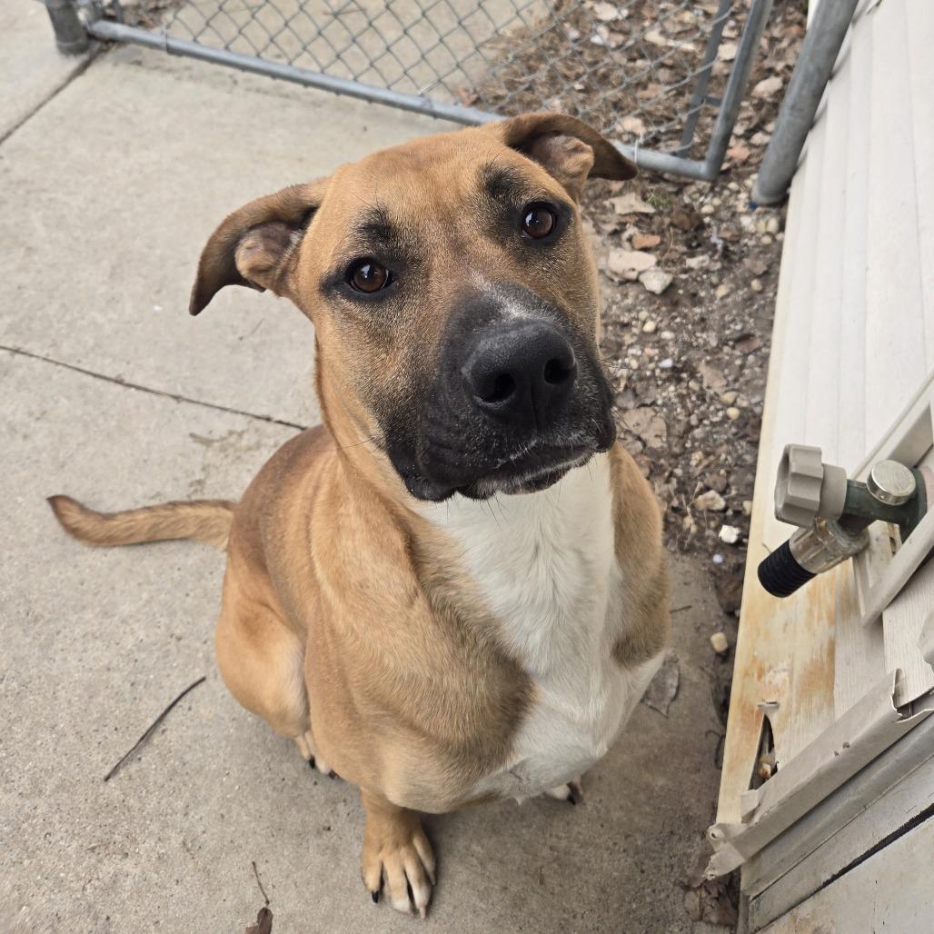 Phoenix 26-090, Adoptable, Adult Male Boxer.
