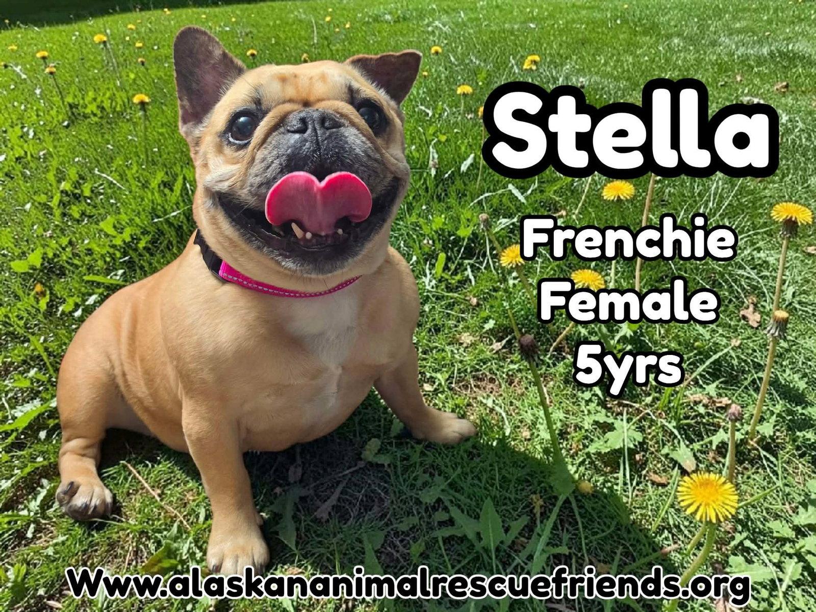 Stella, Adoptable, Adult Female French Bulldog.