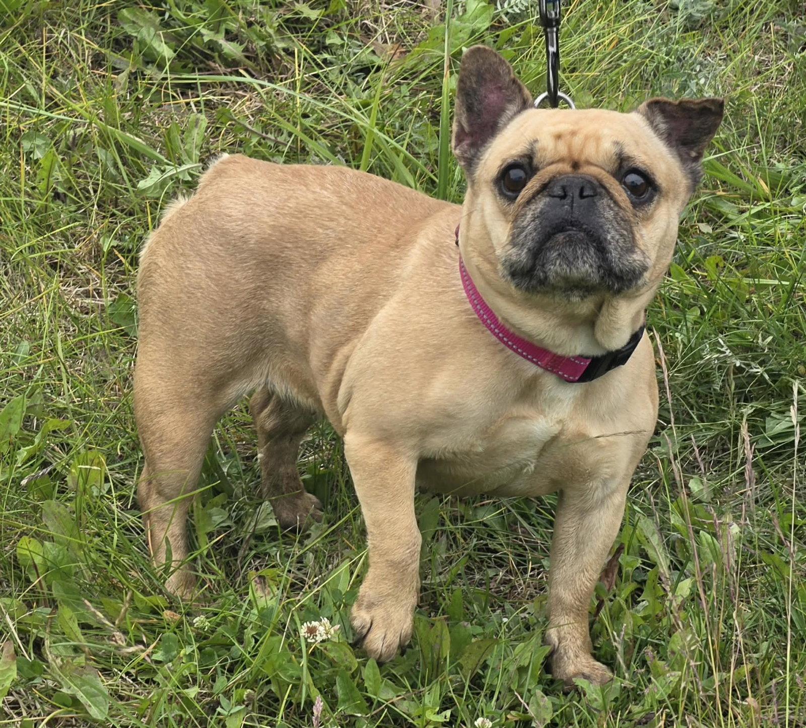 Enlarge Stella, a Adoptable French Bulldog in Anchorage, AK image 2/2