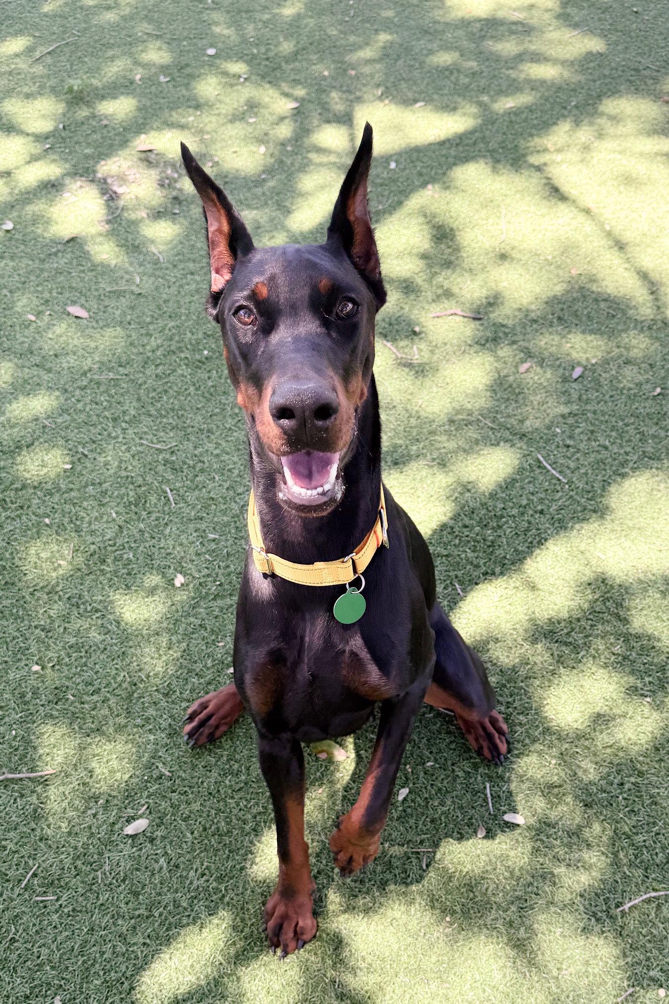 Hypatia 3566, Adopted, Young Female Doberman Pinscher.