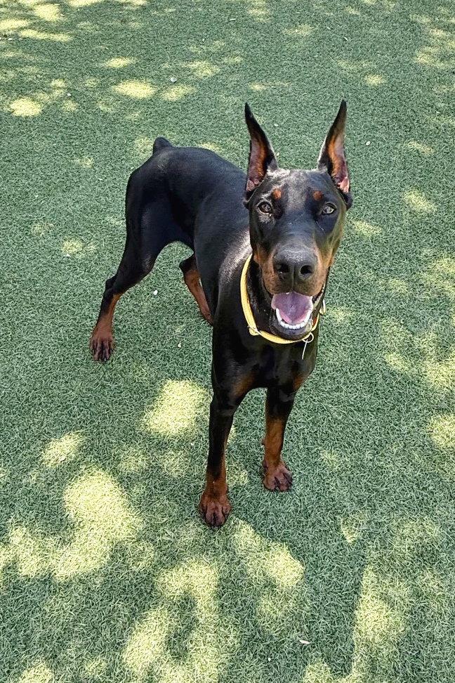 Enlarge Hypatia 3566, a Adopted Doberman Pinscher in Oakland Park, FL image 2/2