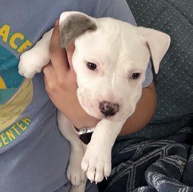 Bieber, Adoptable, Puppy Male American Staffordshire Terrier & Pit Bull Terrier.