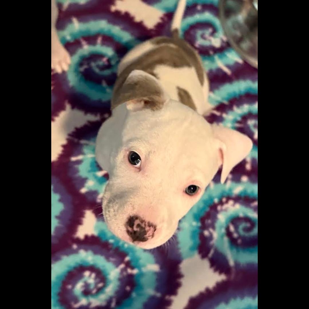 Enlarge Bieber, a Adoptable mixed breed in Midlothian, VA image 2/3