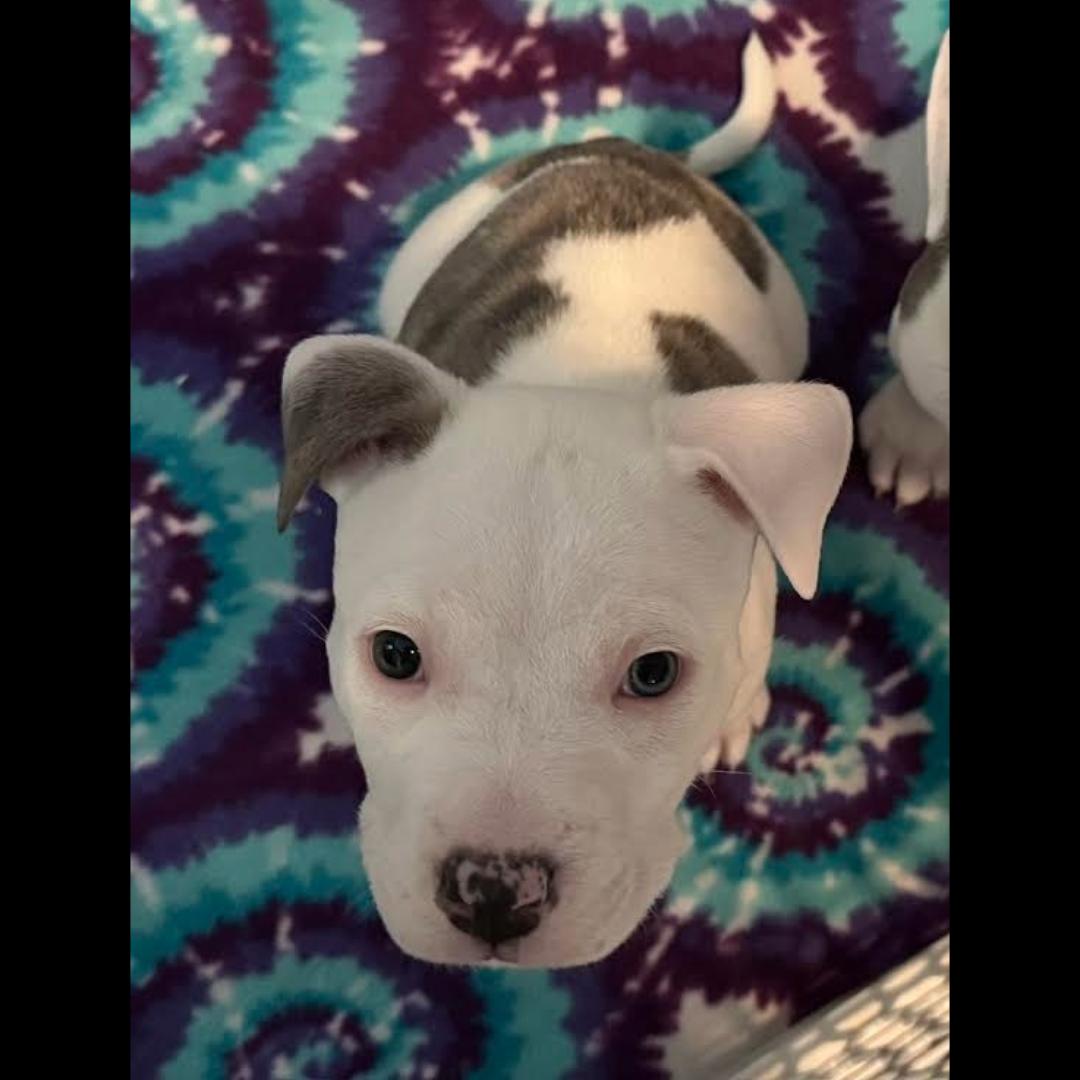 Enlarge Bieber, a Adoptable mixed breed in Midlothian, VA image 3/3