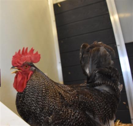 JUNIOR, Adoptable, Young Male Chicken.