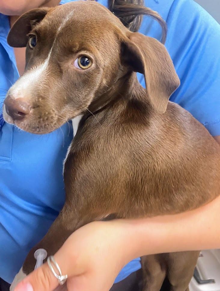 Helen, Adopted, Young Female Labrador Retriever & Mixed Breed.