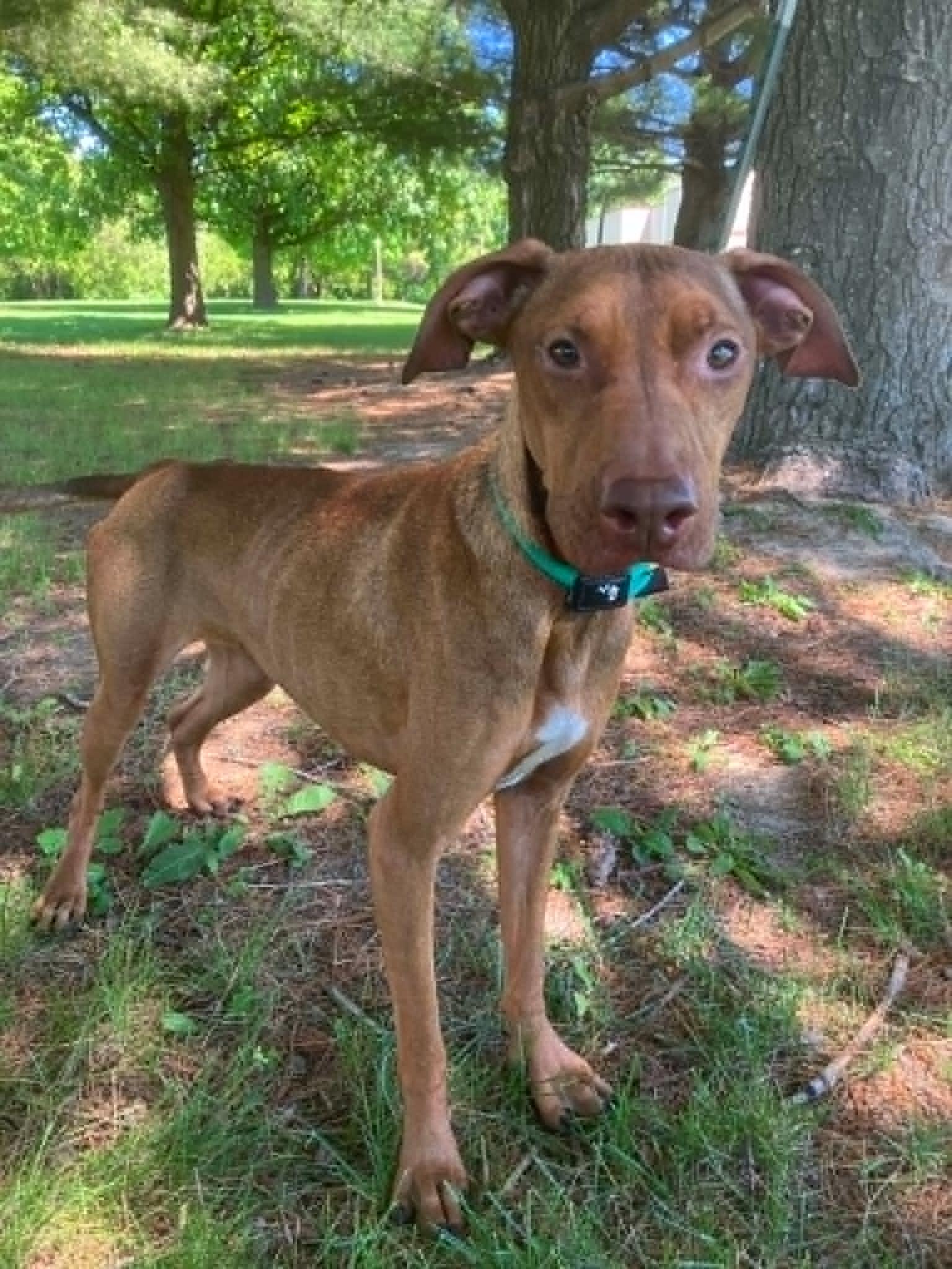Diva (in a FOSTER home), ADOPTABLE, Adult Female Plott Hound & Vizsla.
