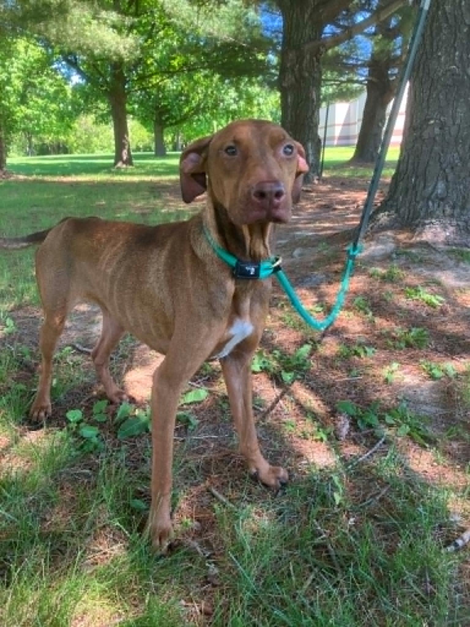 Diva (in a FOSTER home), a ADOPTABLE mixed breed in Springfield, IL image 2/3