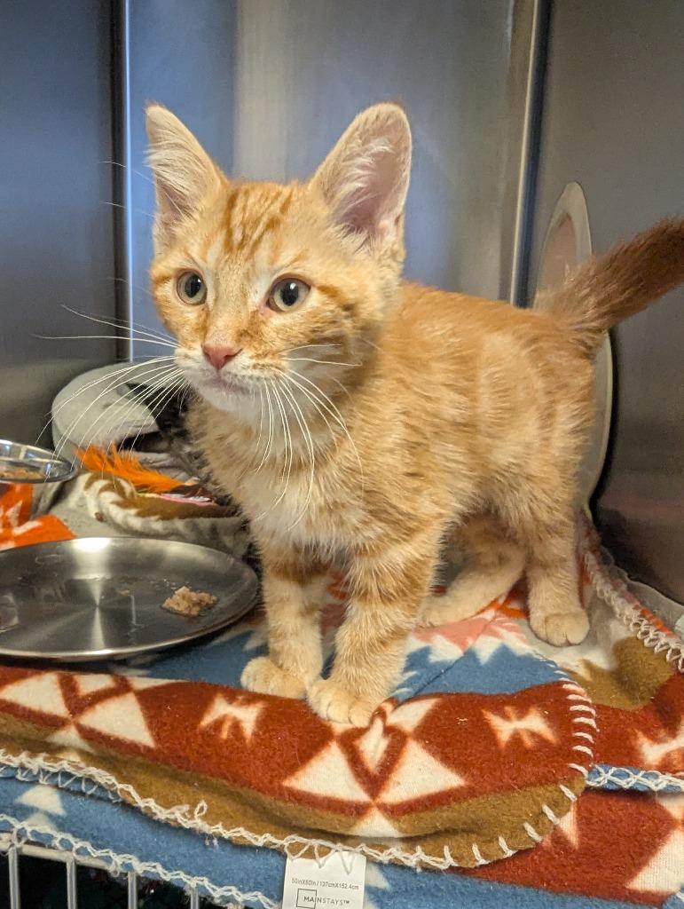 Frank, a Adopted mixed breed in Barron, WI image 5/6