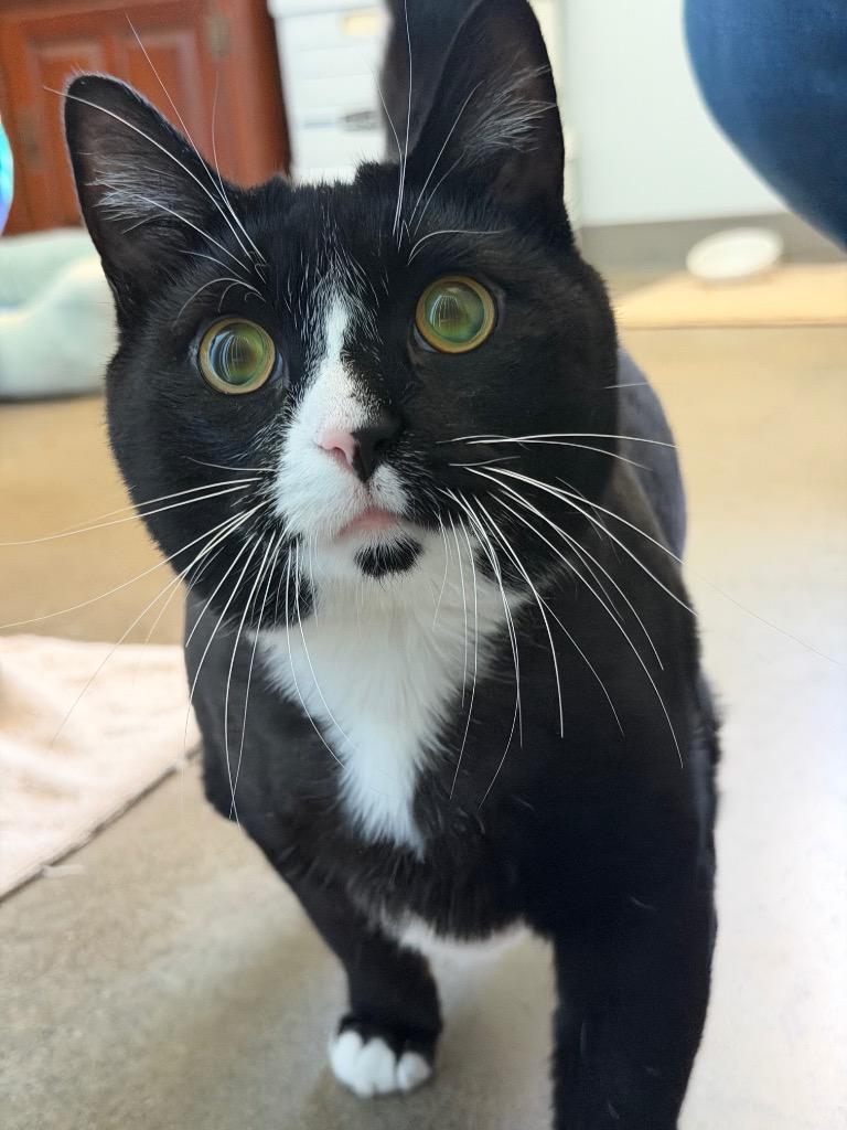 Stella, Adoptable, Adult Female Domestic Short Hair.