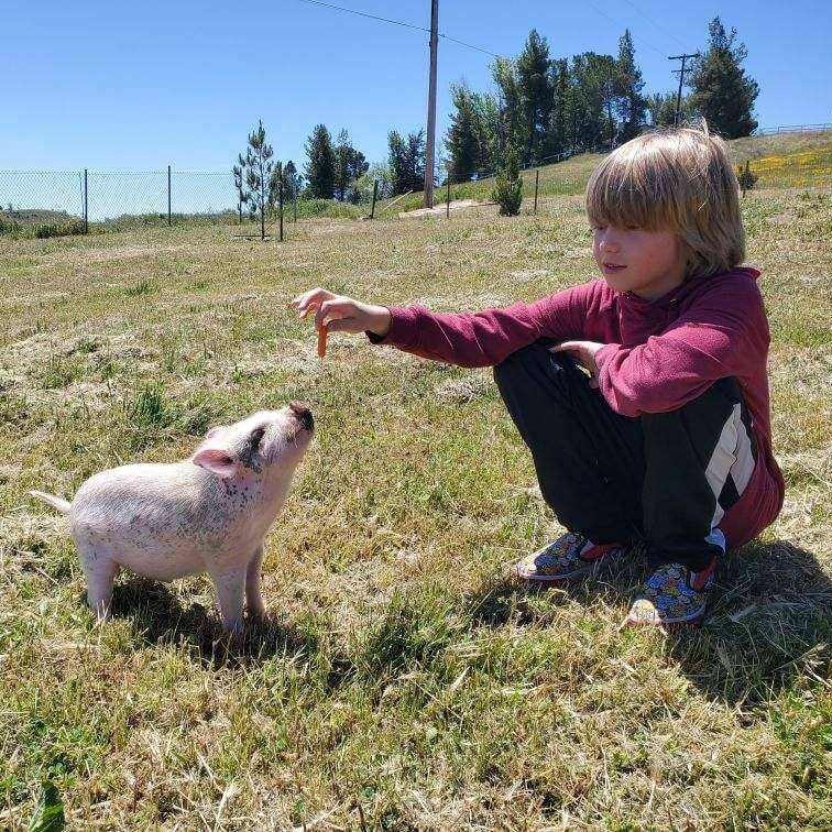 Piglet