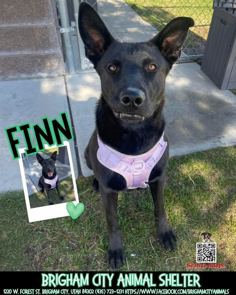 Finn, adopted, Adult Male German Shepherd Dog & Shar-Pei.