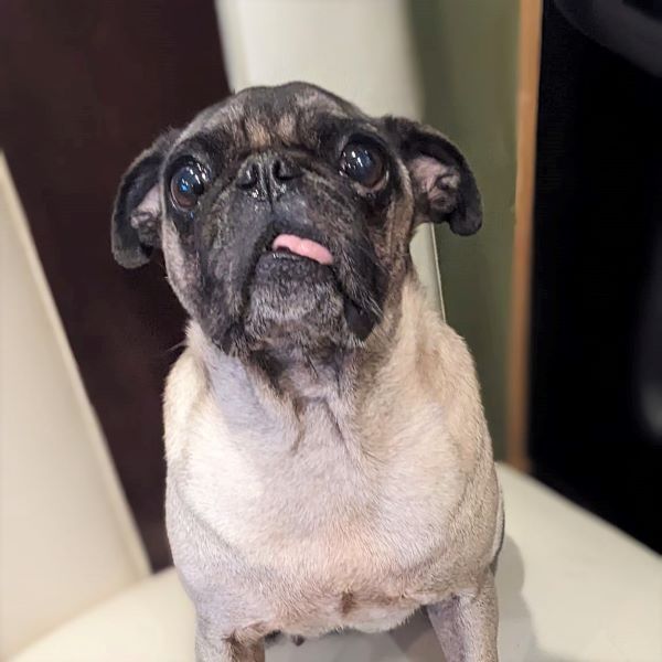 Enlarge Irene, a Adoptable Pug in Alvin, TX image 1/1