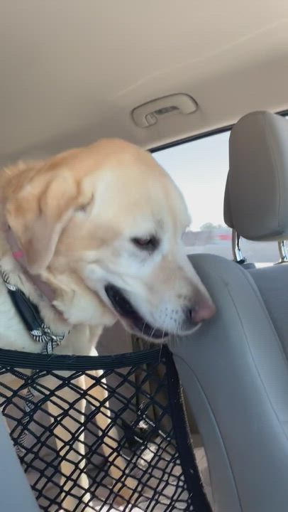 Enlarge Cupcake, a Adopted Labrador Retriever in Newport Beach, CA video 2/3