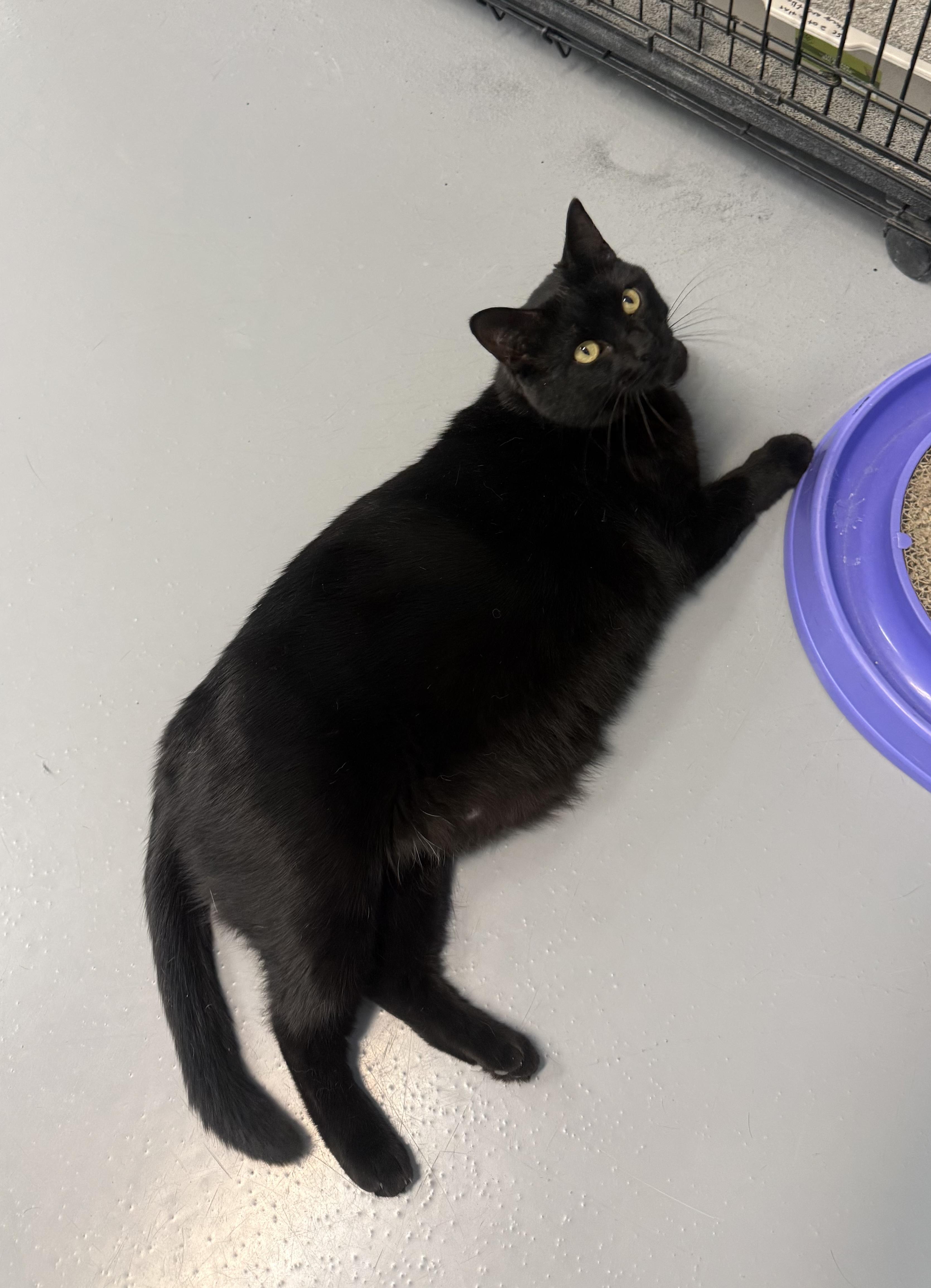 Enlarge Sally, a ADOPTABLE American Shorthair in Big Rapids, MI image 3/4