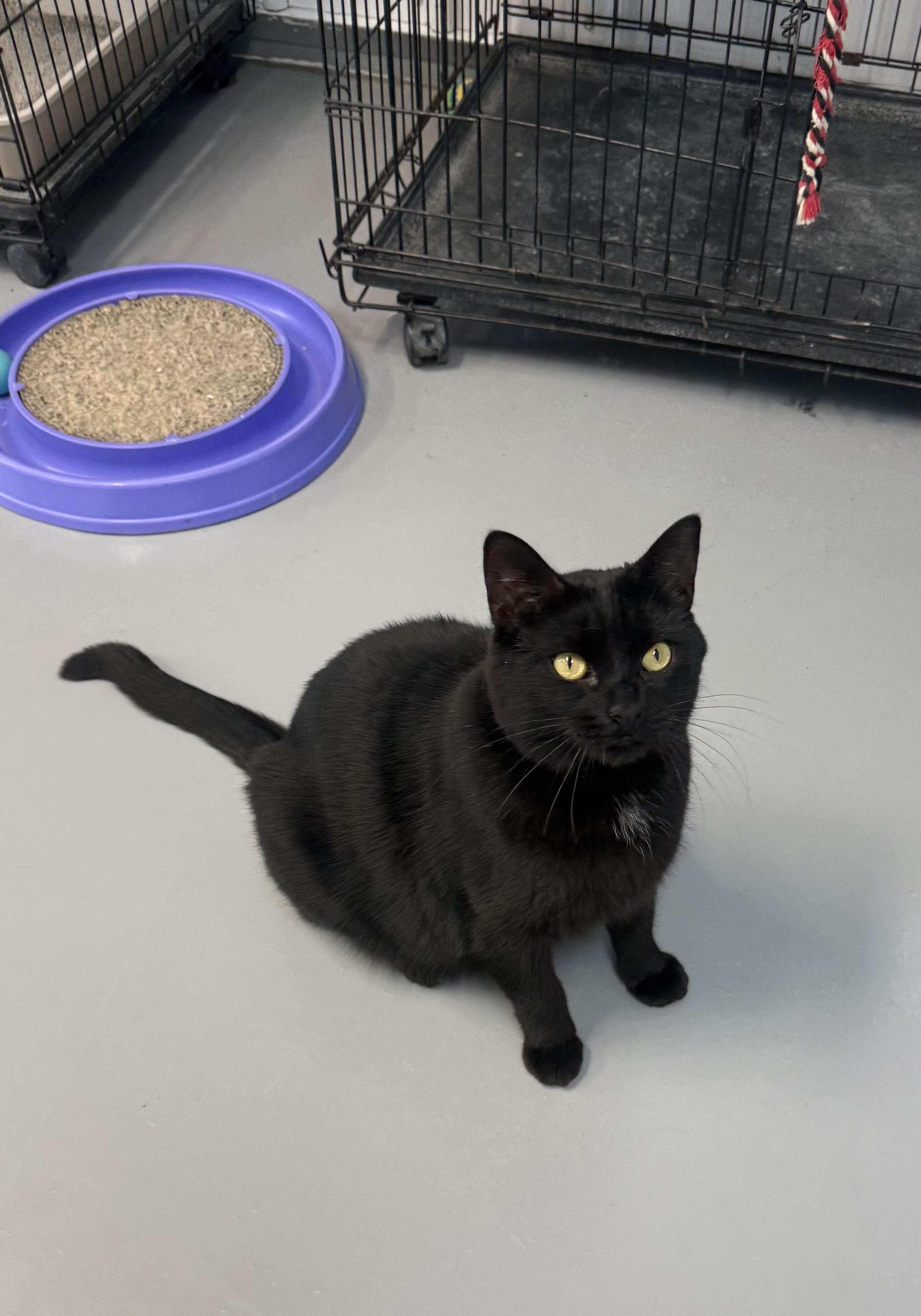 Enlarge Sally, a ADOPTABLE American Shorthair in Big Rapids, MI image 2/4