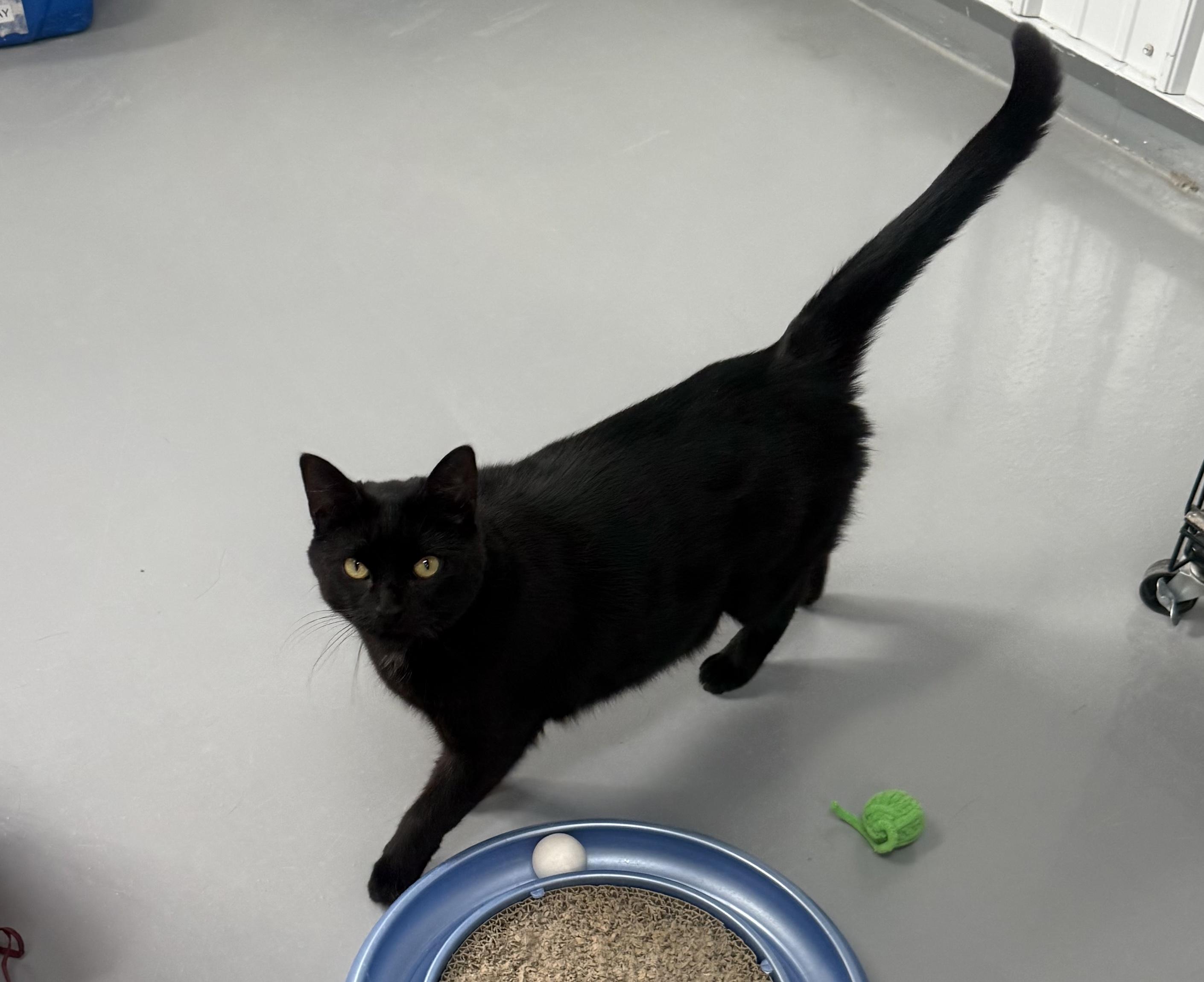 Enlarge Sally, a ADOPTABLE American Shorthair in Big Rapids, MI image 4/4