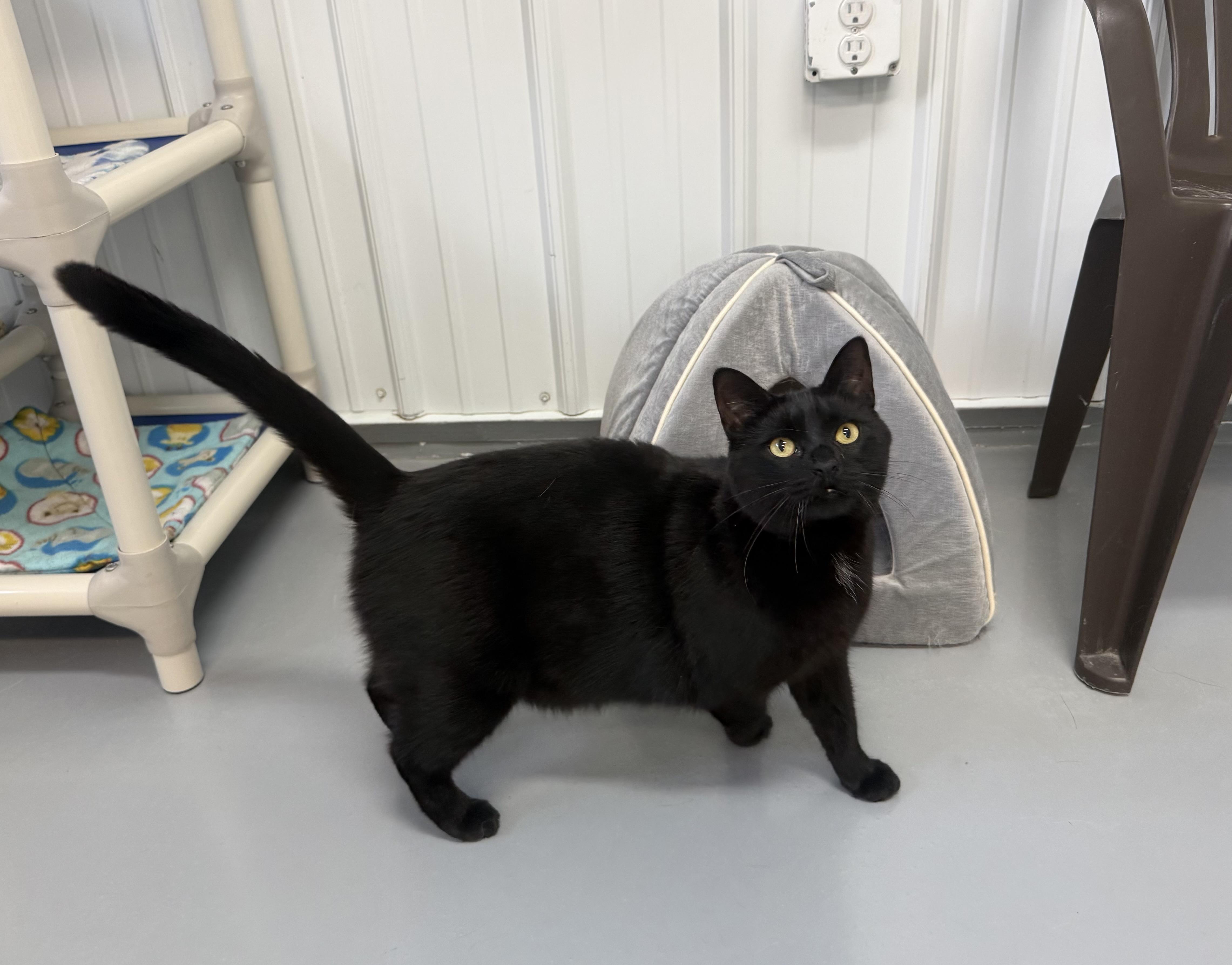 Enlarge Sally, a ADOPTABLE American Shorthair in Big Rapids, MI image 1/4