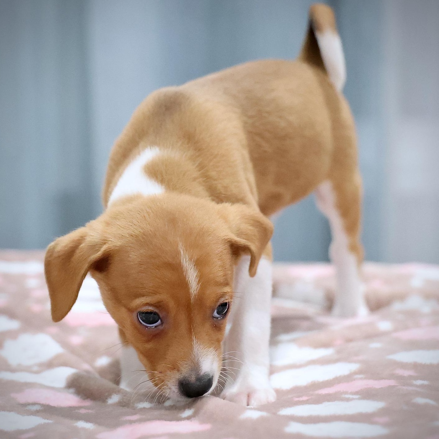 Enlarge Zephyr, an adopted mixed breed in Palatine, IL image 3/5