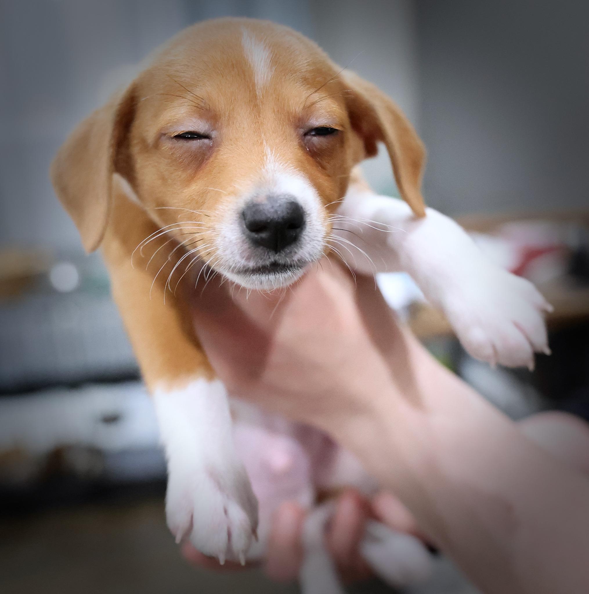 Enlarge Zephyr, an adopted mixed breed in Palatine, IL image 1/5