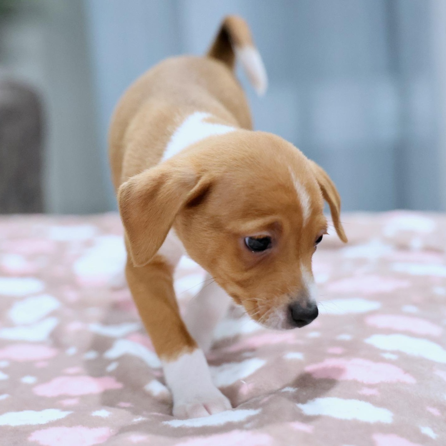 Enlarge Zephyr, an adopted mixed breed in Palatine, IL image 5/5