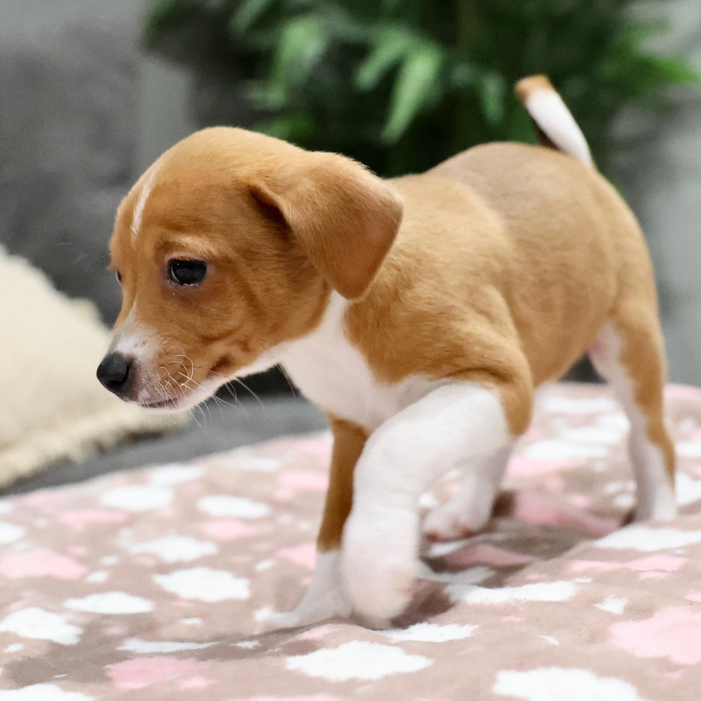 Enlarge Zephyr, an adopted mixed breed in Palatine, IL image 4/5