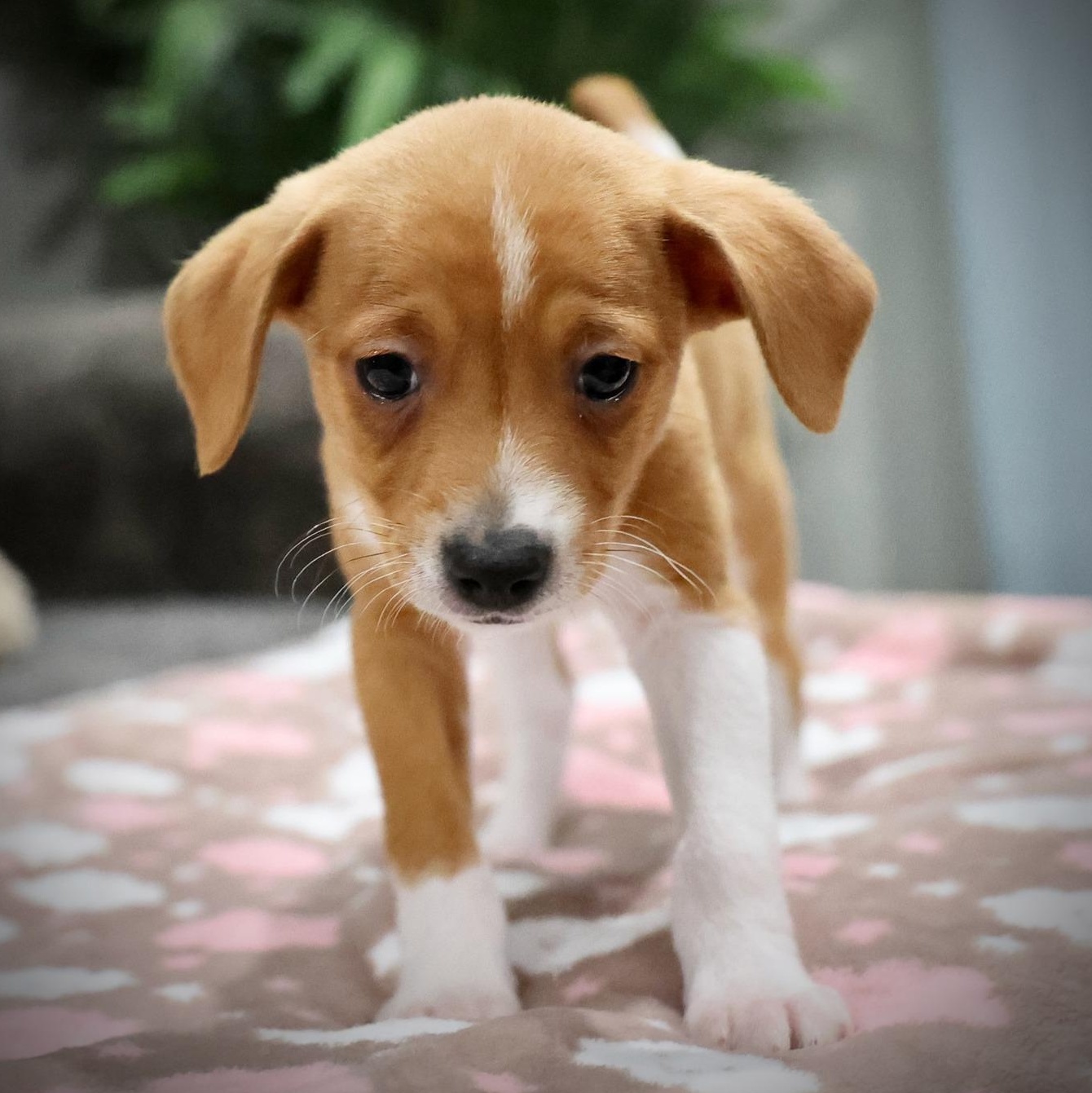 Enlarge Zephyr, an adopted mixed breed in Palatine, IL image 2/5