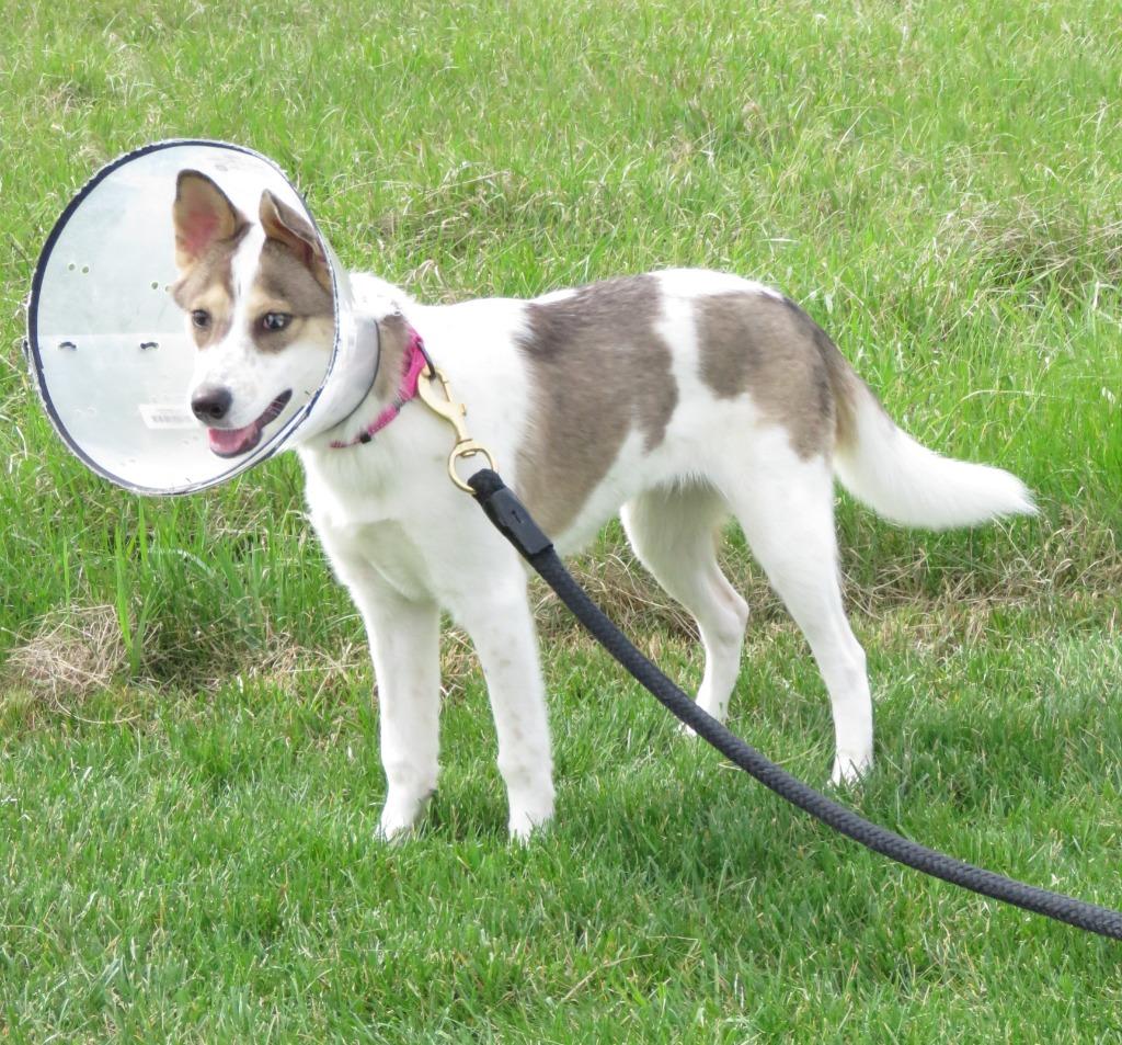 Enlarge MacKenzie, a Adoptable mixed breed in Van Wert, OH image 3/4