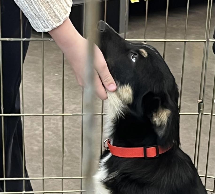 Oreo, adopted, Young Male Shepherd.