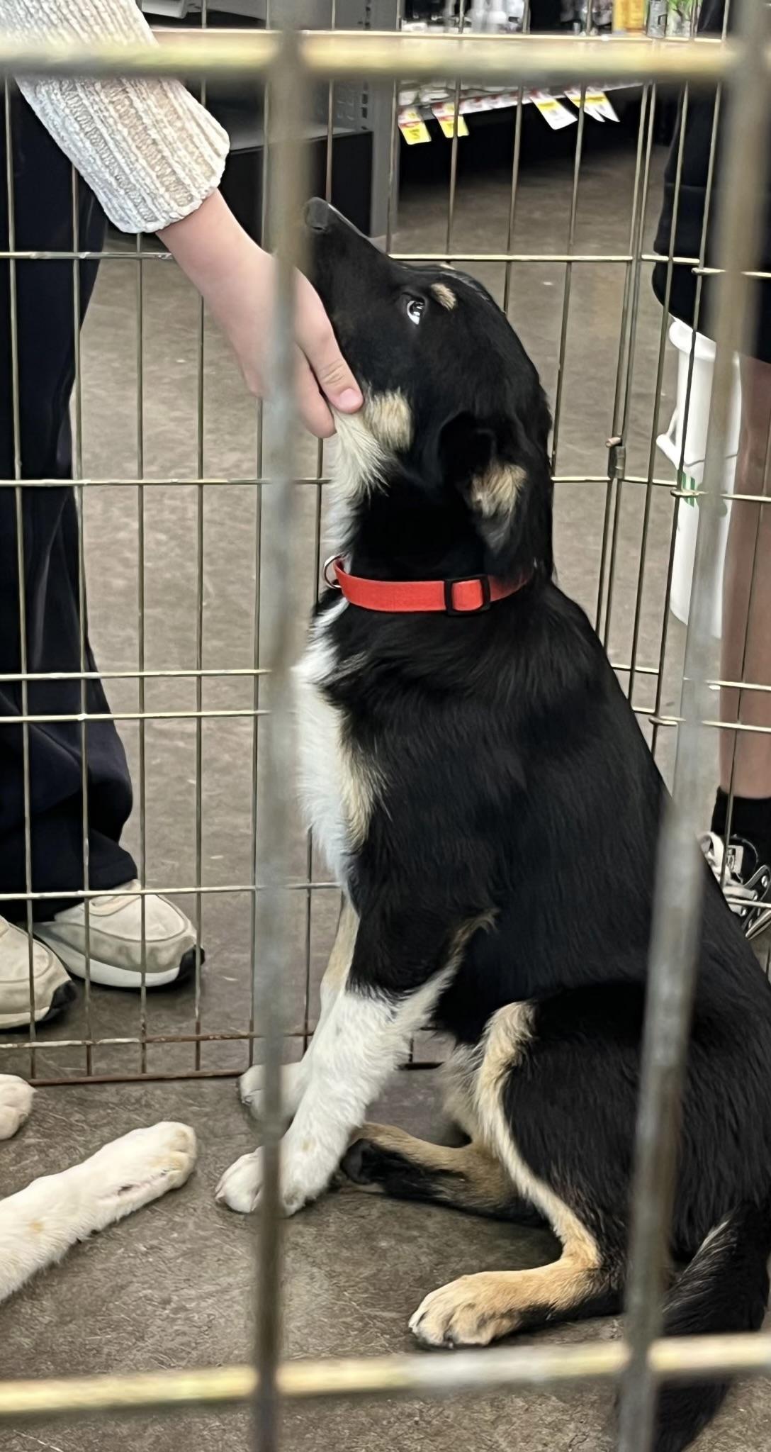 Oreo, an adopted mixed breed in Mingus, TX image 2/2