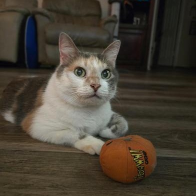 Sadie — thumbnail 2