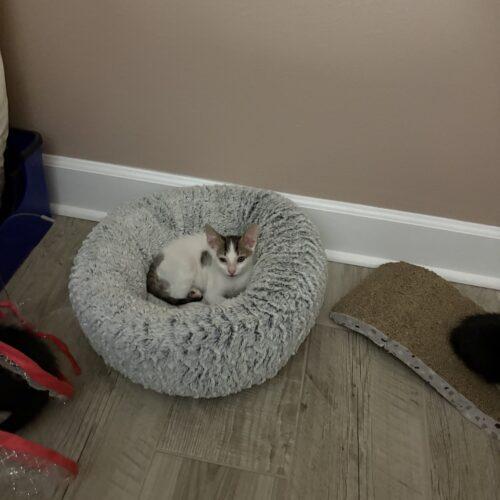 Dash, Adoptable, Kitten Male Domestic Short Hair.