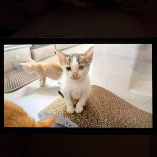 Enlarge Dash, a Adoptable Domestic Short Hair in Tampa, FL image 2/2