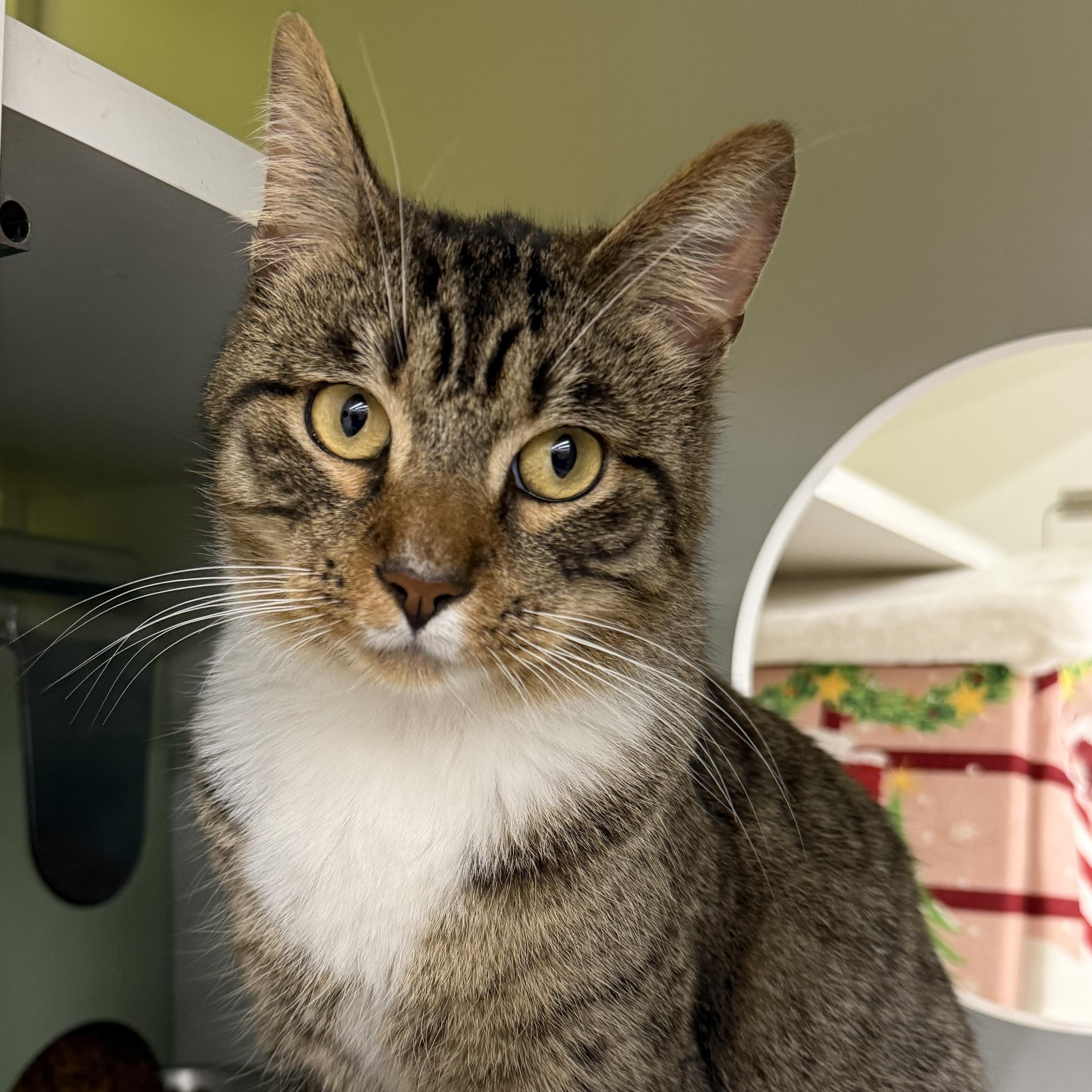 Harry, ADOPTABLE, Adult Male Domestic Short Hair.