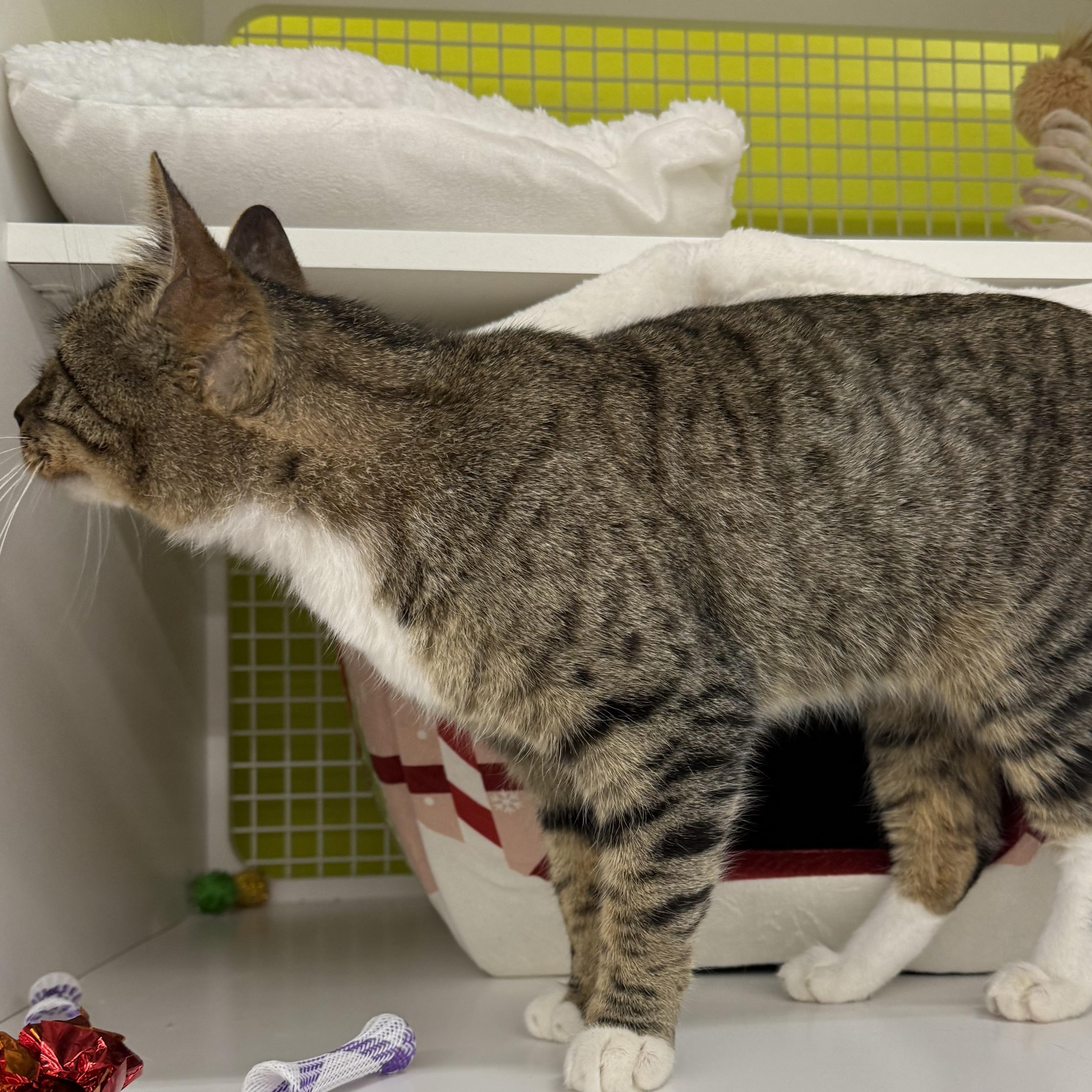 Enlarge Harry, a ADOPTABLE Domestic Short Hair in Brentwood, CA image 2/4