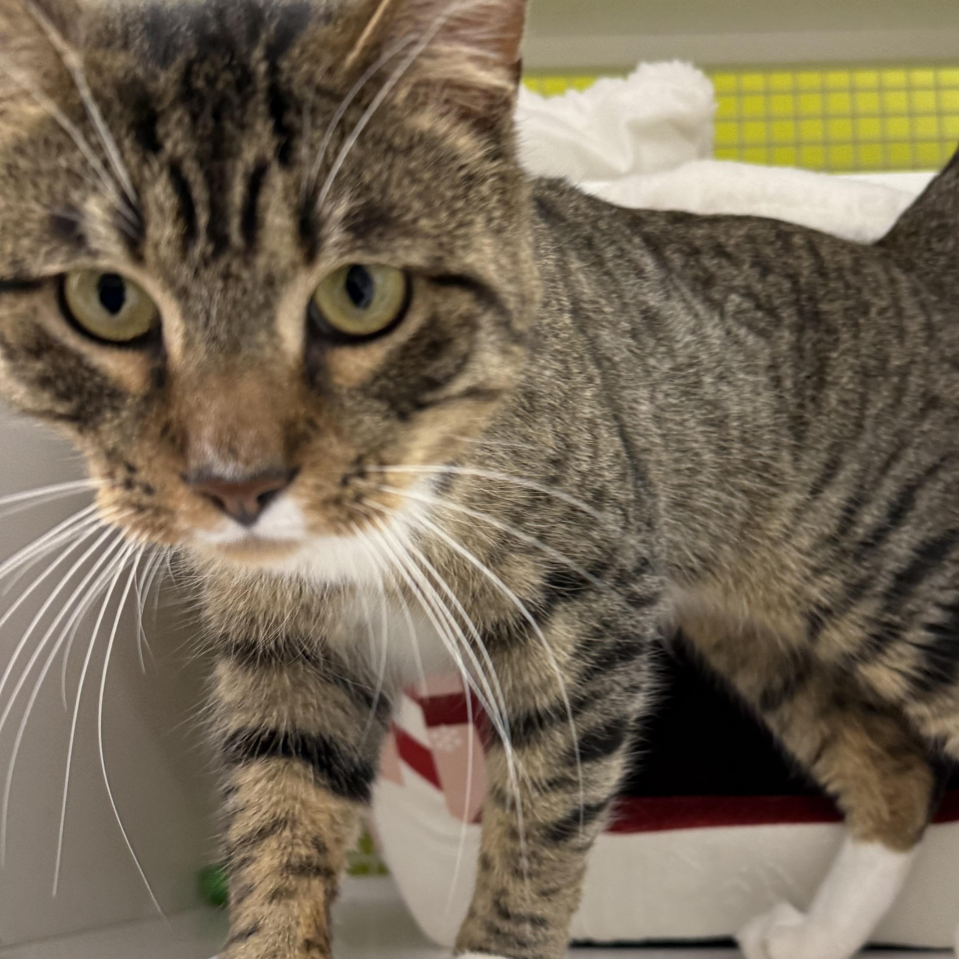 Enlarge Harry, a ADOPTABLE Domestic Short Hair in Brentwood, CA image 3/4