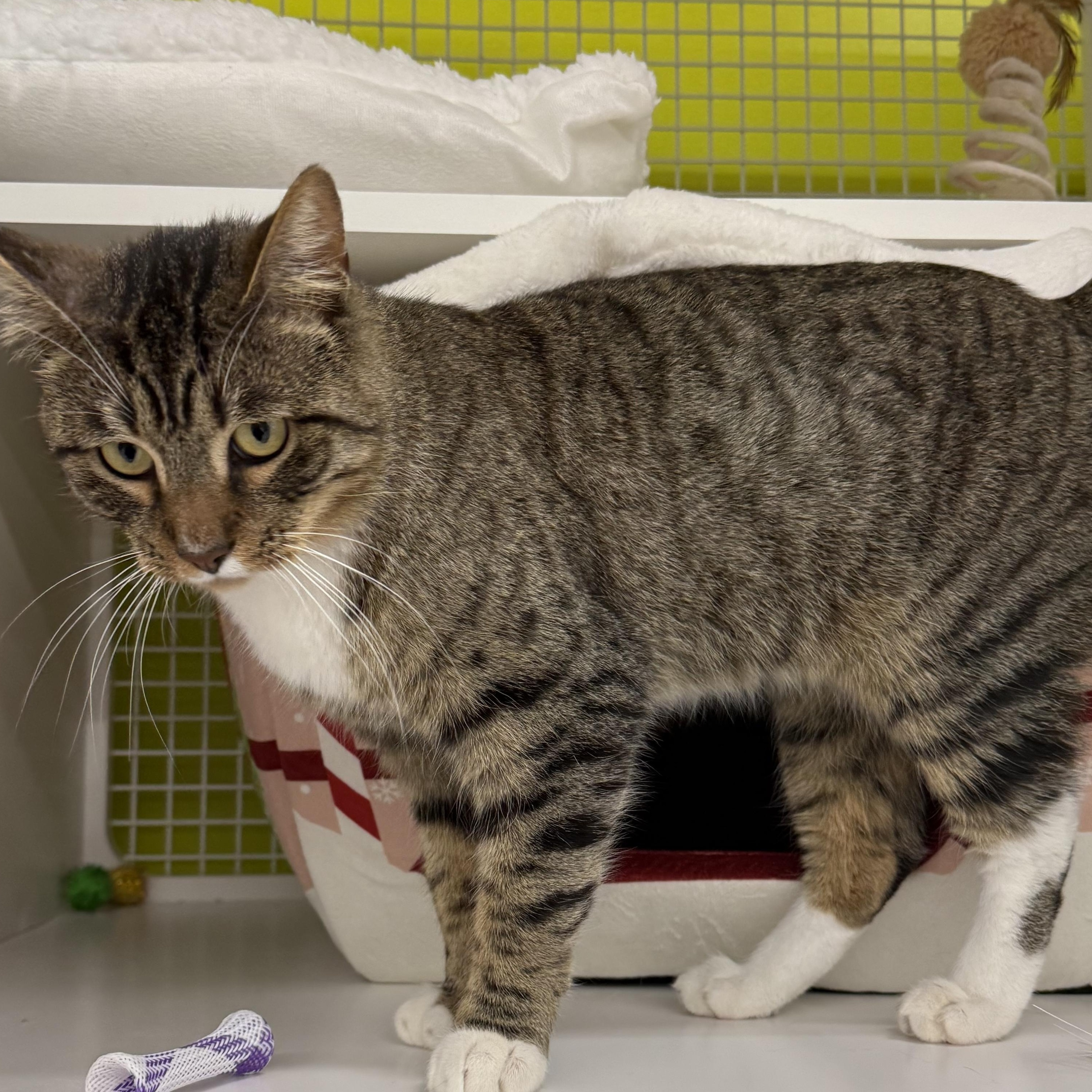 Enlarge Harry, a ADOPTABLE Domestic Short Hair in Brentwood, CA image 4/4