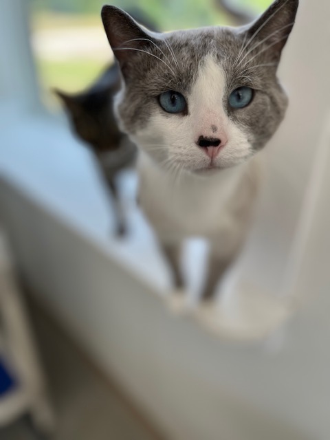 Earl Gray, Adult Male Snowshoe